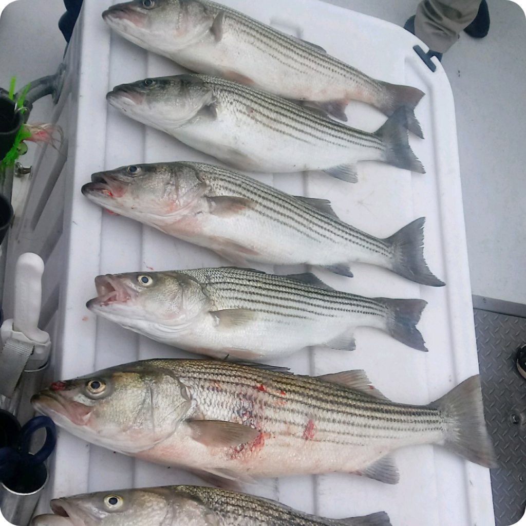 striped bass feat